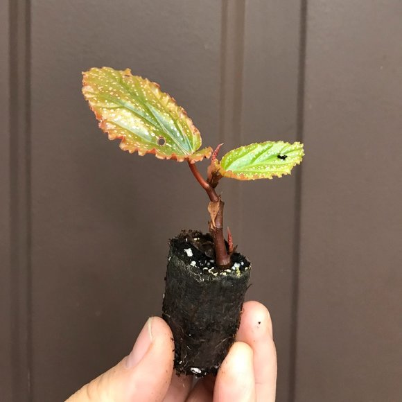 Benigo Pink" Angel Wing Begonia - Starter Plant